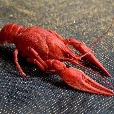 Дмитрий Донин