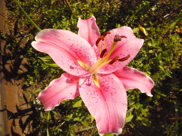 Юлия Мякишева