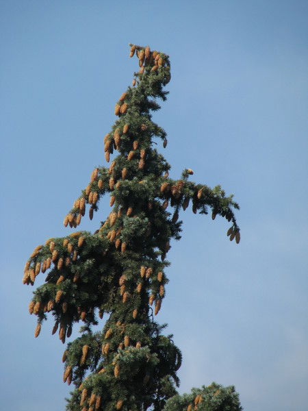 Елена Румова