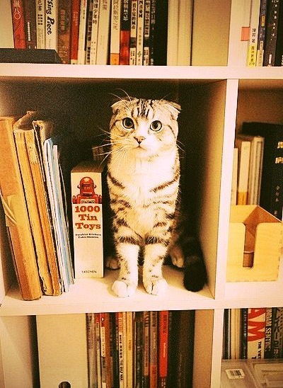 Лиза Молоткова