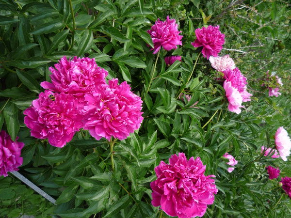 Ольга Филиппова