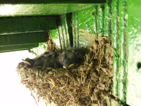 Сергей Шалаев