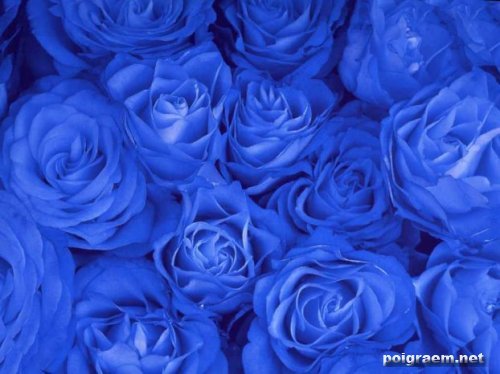 Светлана Хан