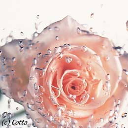 Марина Мишина