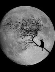 Ася Бабаева