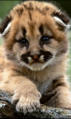 Людмила Селезнева