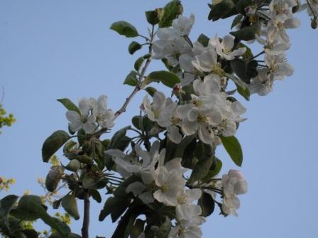 Елена Петрова