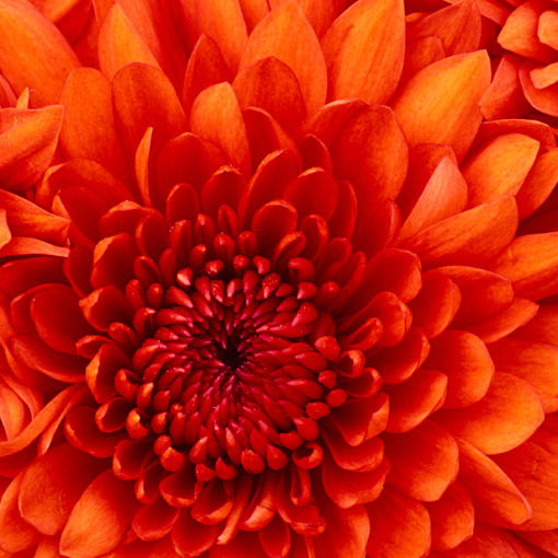 Светлана Веретельникова