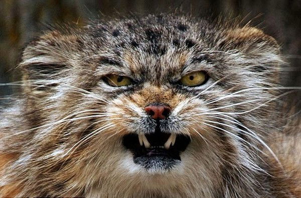 Алексей Виноградов