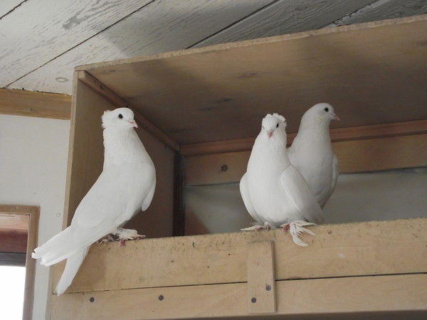 Андрей И Анжела Куджикины