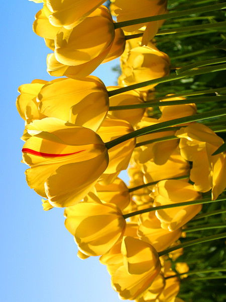 Мален Сатканова