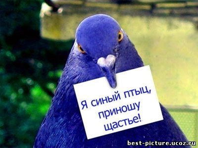 Нелли Ремиш