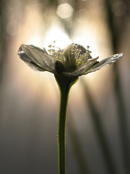 Зинаида Баранова