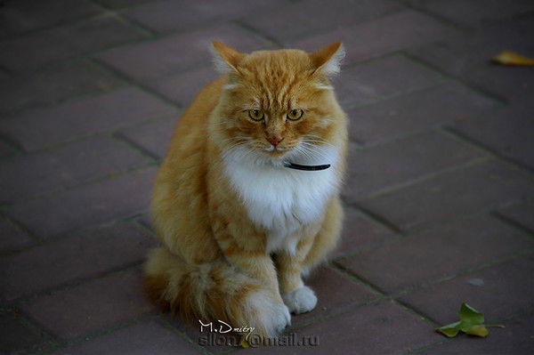 Василий Алексеев