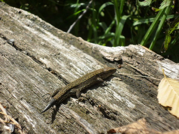 Елена Хабленко