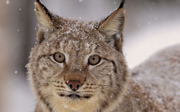 Любовь Найденова