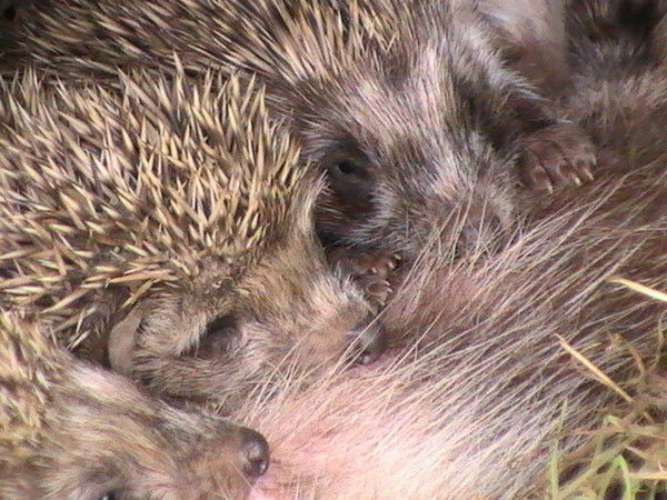 Николай Васильев