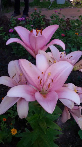 Елена Игоревна