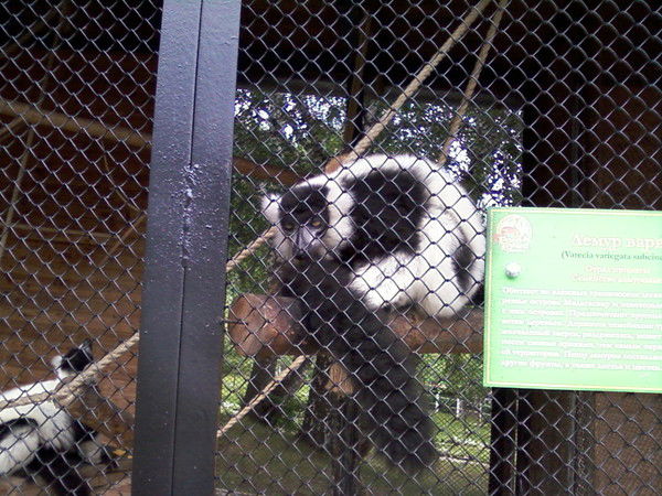 Андреано Челентано