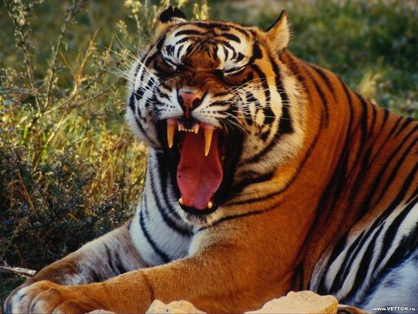 Анна Григорьева