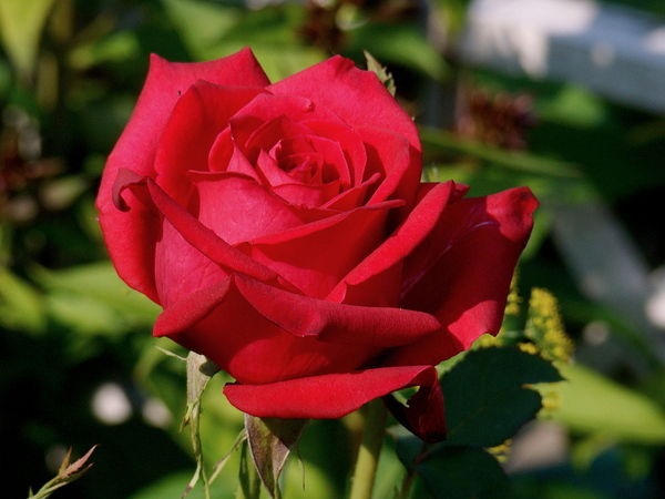 Эльвира Метербаева