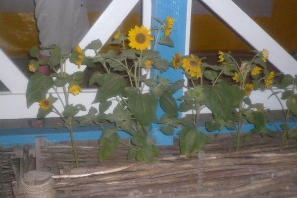 Марина Шабалина