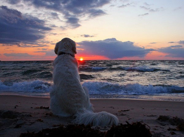 Дмитрий Витко