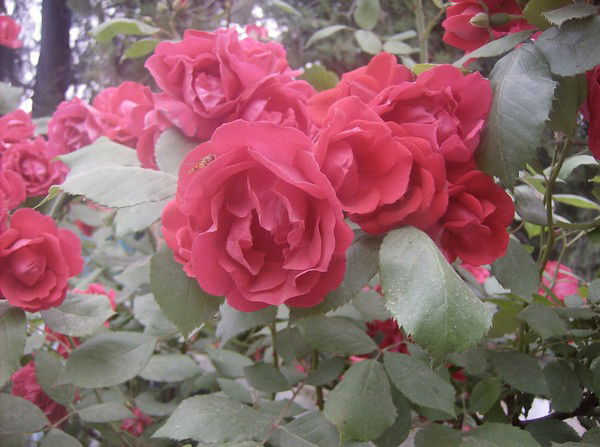 Анна Серова