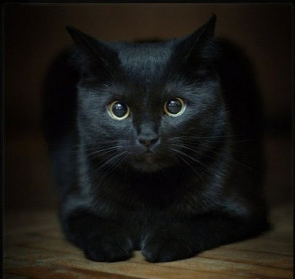 Аделаида Макарова