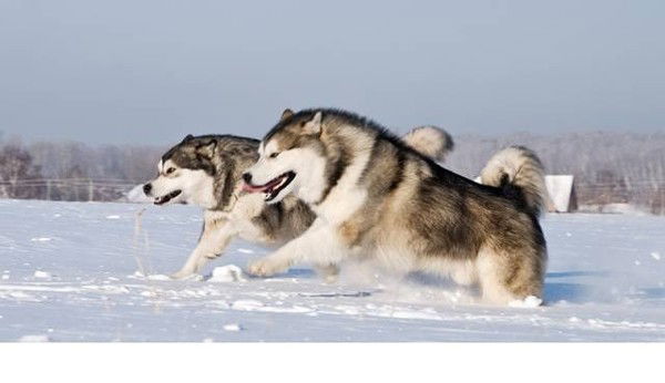 Александр Помазан