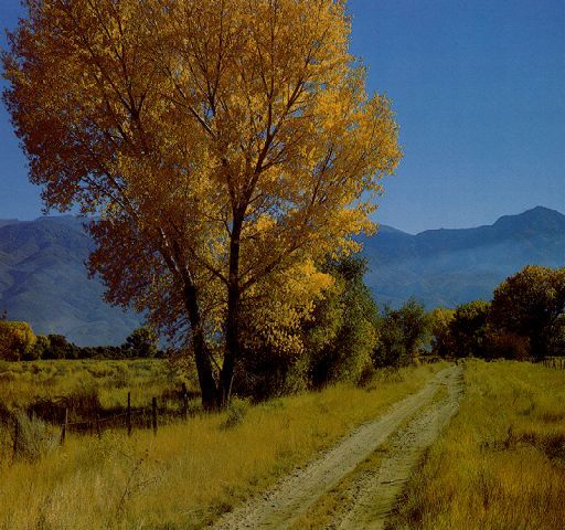 Ольга Решетова