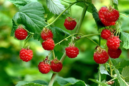 Жемчужнова Марина