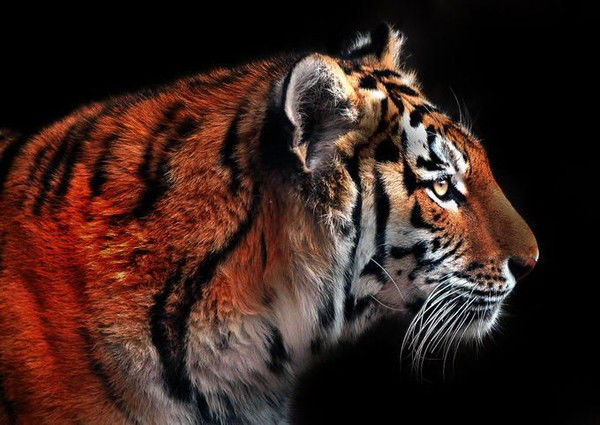 Андрей Бачурин