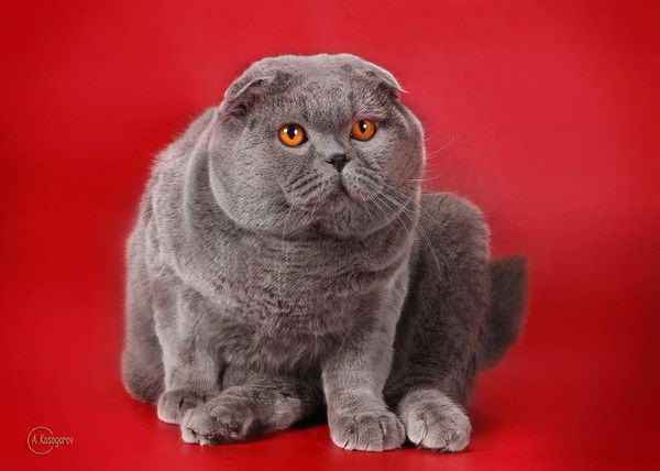 Наталья Васильченко