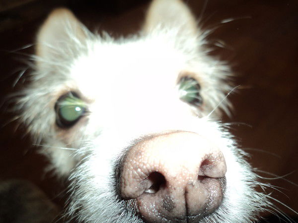 Герда Герда