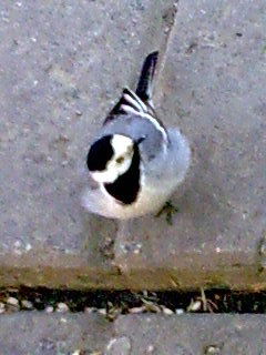 Станислав Юрич