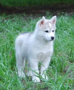 Кай Аварчик