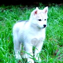 Кай Аварчик