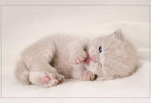 Милена Лизович