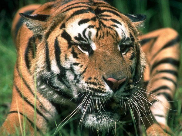 Александр Козлов