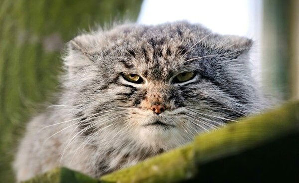 Гаджи Мамедов