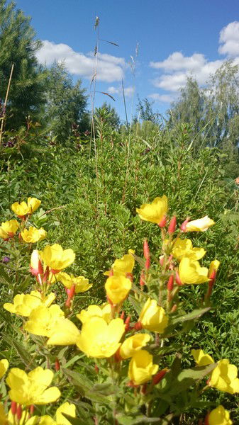 Юлия Савина