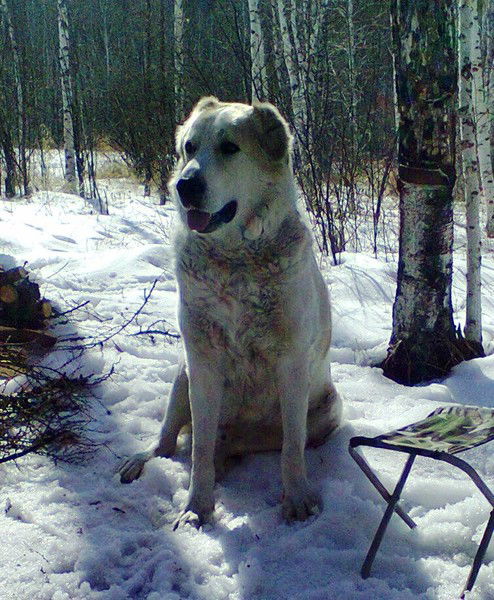 Тамерлан Хугаев