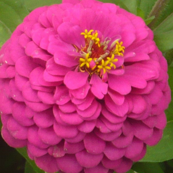 Гбуз    Бугурусланская Рб Ряхова Гуля