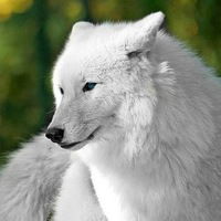 Артем Закиев