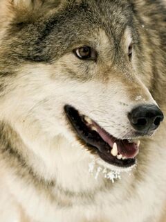 Владимир Резин