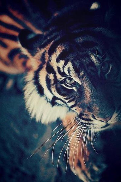 Анжелика Мельникова