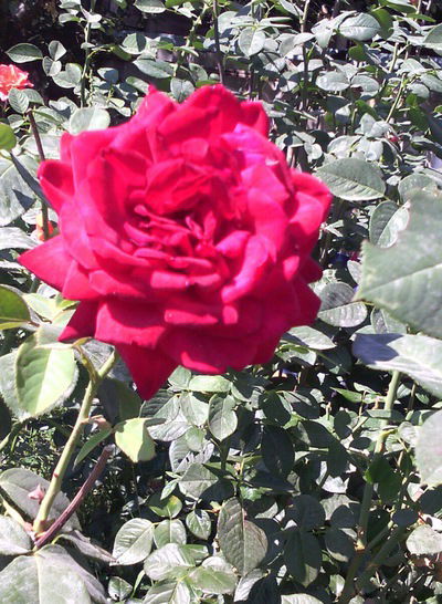 Самал Есеркепова