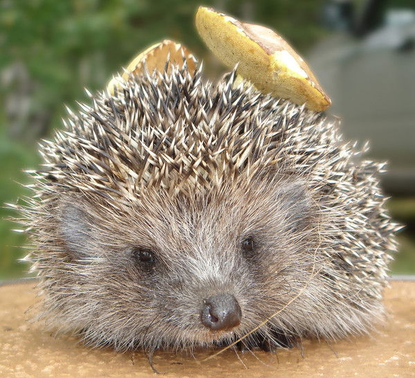 Зольда Ежова