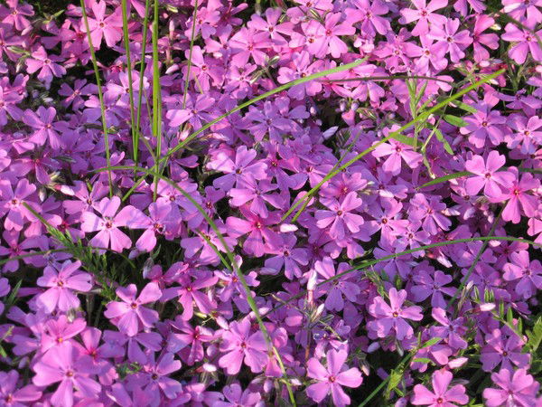 Дилара Абикенова